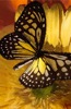 Butterfly in Yellow