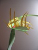 Dionaea Muscipula in Paper