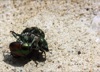 Predacious Diving Beetles