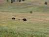 Buffalo escorting calves