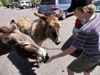 Devin feeds the donkeys