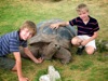 Boys with Galapagos tortoise