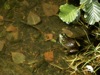 Bullfrog, snails, and clams