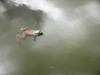 Swimming American bullfrog