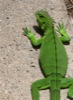 Puerto Rican Iguana